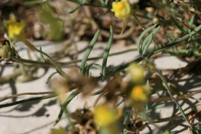 Linaire couchée Linaria supina (L.) Chaz., 1790