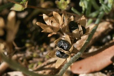 Linaire couchée Linaria supina (L.) Chaz., 1790