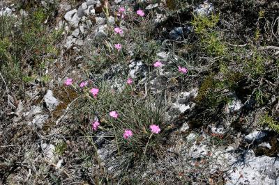 Oeillet giroflée Dianthus caryophyllus L., 1753