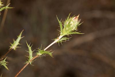 Carline commune, Chardon doré Carlina vulgaris L., 1753