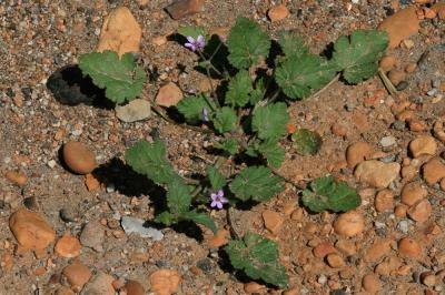 Érodium Fausse-Mauve, Érodium à feuilles de Mauve Erodium malacoides (L.) L'Hér., 1789