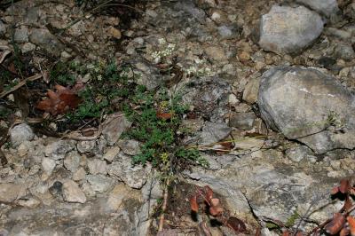 Boucage Tragium Pimpinella tragium Vill., 1779