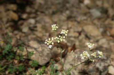 Boucage Tragium Pimpinella tragium Vill., 1779