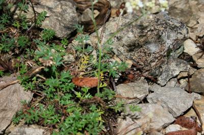 Boucage Tragium Pimpinella tragium Vill., 1779