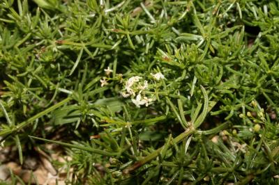 Gaillet à feuilles d'Asperge Galium corrudifolium Vill., 1779