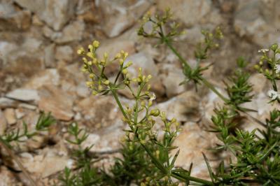 Gaillet à feuilles d'Asperge Galium corrudifolium Vill., 1779