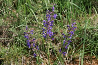 Sauge des prés, Sauge commune Salvia pratensis L., 1753