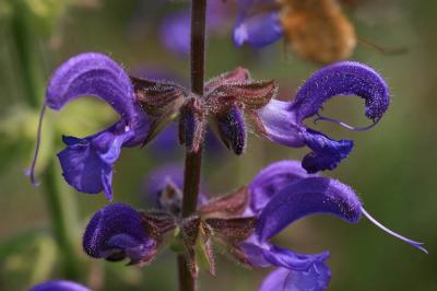 Sauge des prés, Sauge commune Salvia pratensis L., 1753