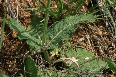 Sauge des prés, Sauge commune Salvia pratensis L., 1753
