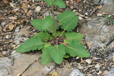 Molène de Chaix Verbascum chaixii Vill., 1779