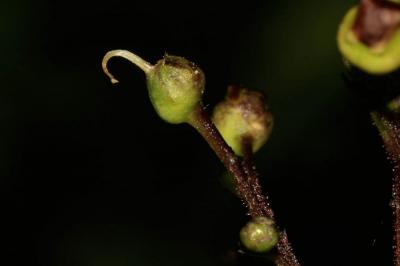 Scrophulaire noueuse Scrophularia nodosa L., 1753