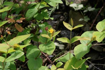 Millepertuis Androsème Hypericum androsaemum L., 1753