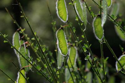 Genêt à balai, Juniesse Cytisus scoparius (L.) Link, 1822