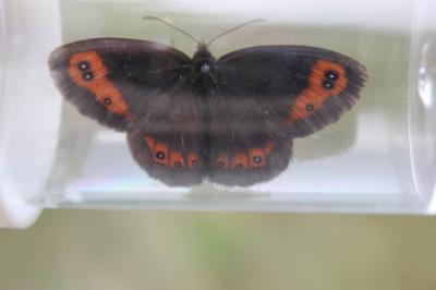 Moiré automnal (Le) Erebia neoridas (Boisduval, 1828)