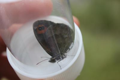 Moiré automnal (Le) Erebia neoridas (Boisduval, 1828)