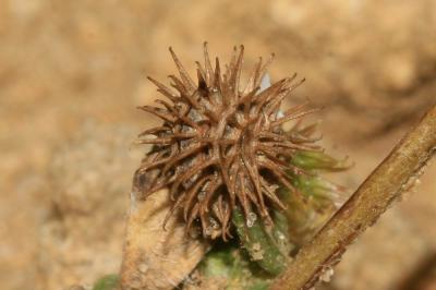 Luzerne polymorphe, Luzerne à fruits nombreux Medicago polymorpha L., 1753