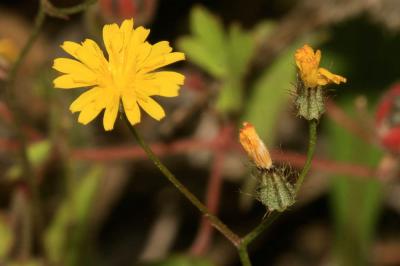 Crépis à petites fleurs Crepis micrantha Czerep., 1964
