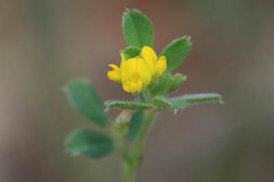 Luzerne de Gérard, Luzerne rigide Medicago rigidula (L.) All., 1785