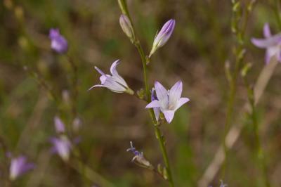 Campanule raiponce Campanula rapunculus L., 1753