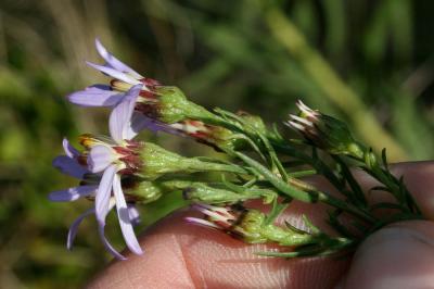 Aster âcre Galatella sedifolia (L.) Greuter, 2003