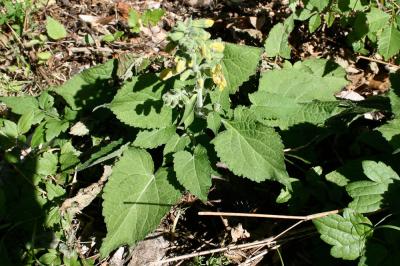 Sauge glutineuse, Ormin gluant Salvia glutinosa L., 1753
