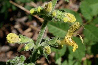 Sauge glutineuse, Ormin gluant Salvia glutinosa L., 1753