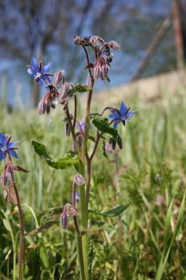 Bourrache officinale Borago officinalis L., 1753
