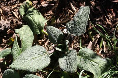 Bourrache officinale Borago officinalis L., 1753