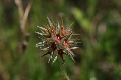 Trèfle étoilé Trifolium stellatum L., 1753