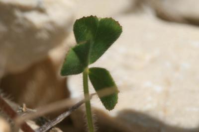 Trèfle étoilé Trifolium stellatum L., 1753