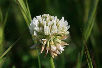 Trèfle rampant, Trèfle blanc, Trèfle de Hollande Trifolium repens L., 1753