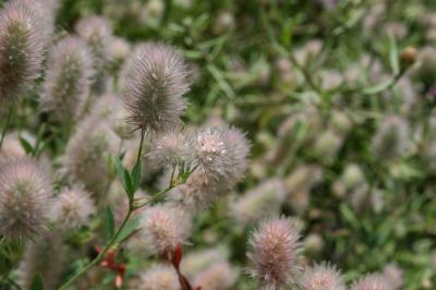 Trèfle des champs, Pied de lièvre, Trèfle Pied-de- Trifolium arvense L., 1753