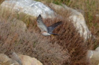 Épervier d'Europe Accipiter nisus (Linnaeus, 1758)