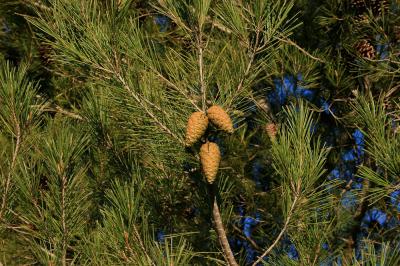 Pin blanc de Provence, Pin d'Alep, Pin blanc Pinus halepensis Mill., 1768