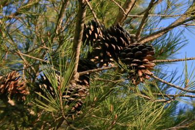 Pin blanc de Provence, Pin d'Alep, Pin blanc Pinus halepensis Mill., 1768