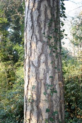 Largge Pinus nigra subsp. laricio Maire, 1928