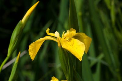 Iris faux acore, Iris des marais Iris pseudacorus L., 1753