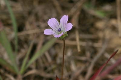 Géranium des colombes, Pied de pigeon Geranium columbinum L., 1753