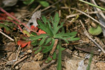 Géranium des colombes, Pied de pigeon Geranium columbinum L., 1753
