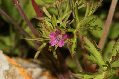 Géranium découpé, Géranium à feuilles découpées Geranium dissectum L., 1755