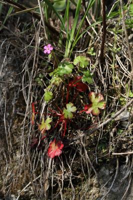 Géranium luisant Geranium lucidum L., 1753