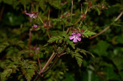 Herbe à Robert Geranium robertianum subsp. robertianum L., 1753