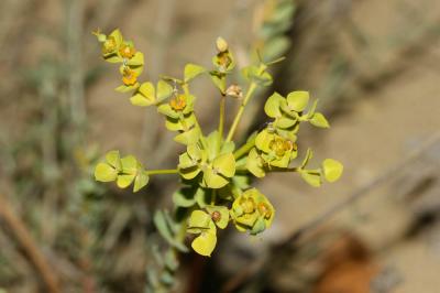 Euphorbe de Séguier Euphorbia seguieriana Neck., 1770