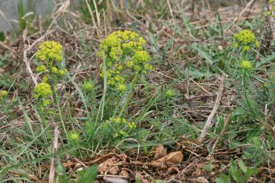 Euphorbe petit-cyprès, Euphorbe faux Cyprès Euphorbia cyparissias L., 1753