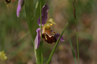 Ophrys abeille Ophrys apifera Huds., 1762