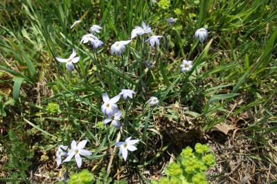 Iphéion Tristagma uniflorum (Lindl.) Traub, 1963
