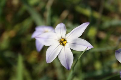 Iphéion Tristagma uniflorum (Lindl.) Traub, 1963