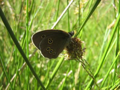 Tristan (Le) Aphantopus hyperantus (Linnaeus, 1758)