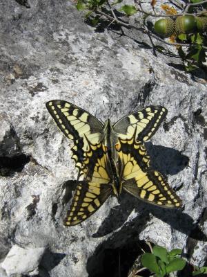 Machaon (Le), Grand Porte-Queue (Le) Papilio machaon Linnaeus, 1758