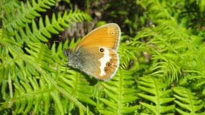 Céphale (Le), Arcanie (L') Coenonympha arcania (Linnaeus, 1760)
